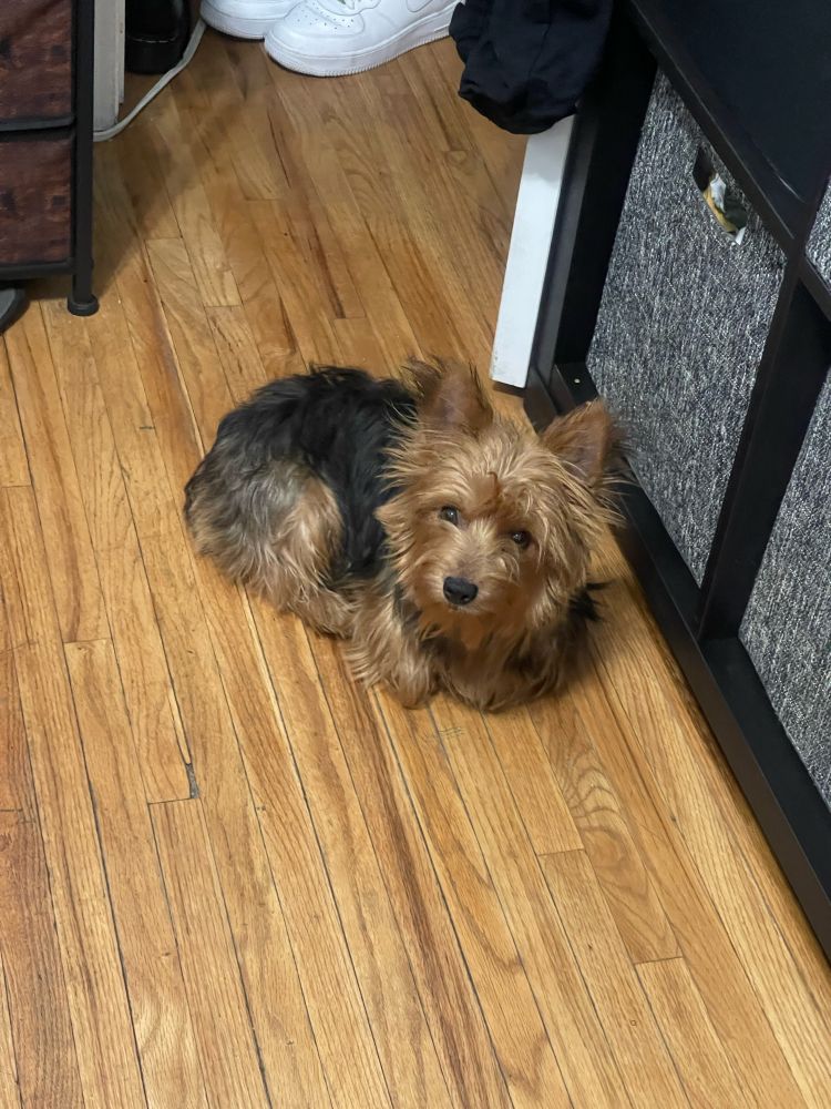 Picture of Yorkshire Terrier in a “loaf” position on wooden floor, looking directly into camera. 