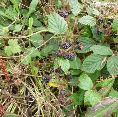 Ripe Blackberries 