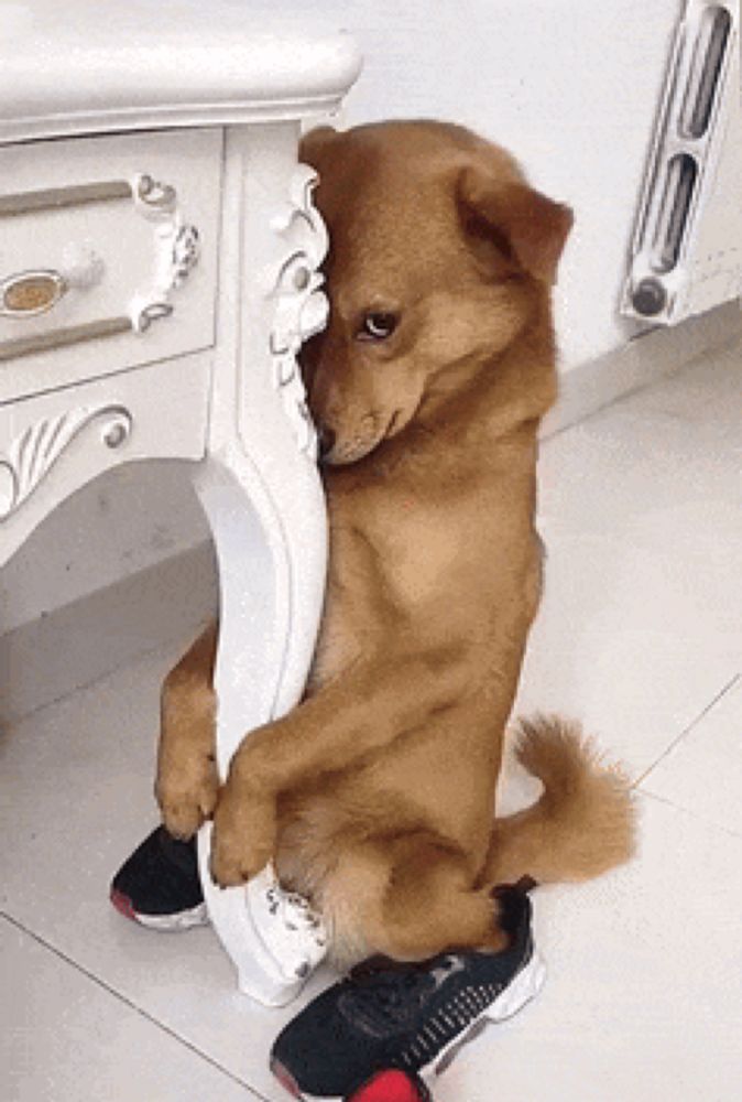 a brown dog is sitting next to a white table and holding onto a shoe .