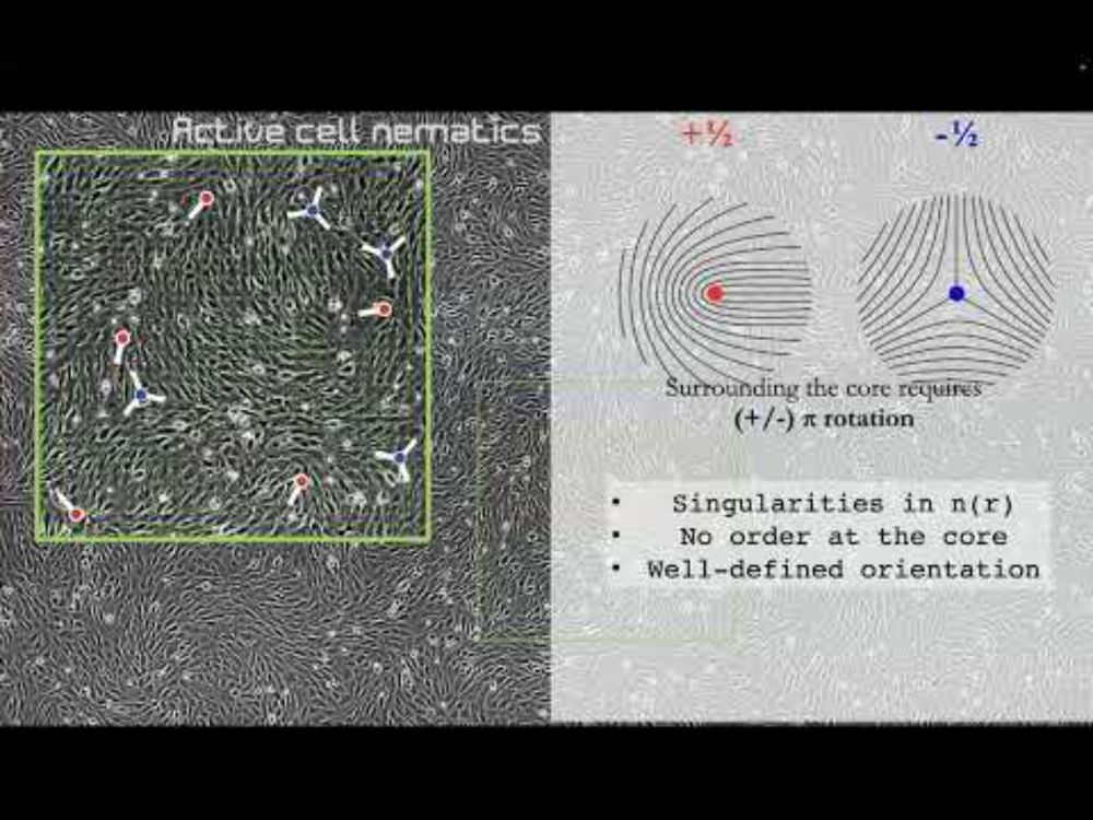 Cell forces, order and flows during In vitro reconstitution of morphogenesis