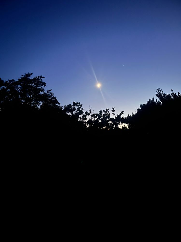 La lune au-dessus d’un horizon d’arbres, tombée de la nuit