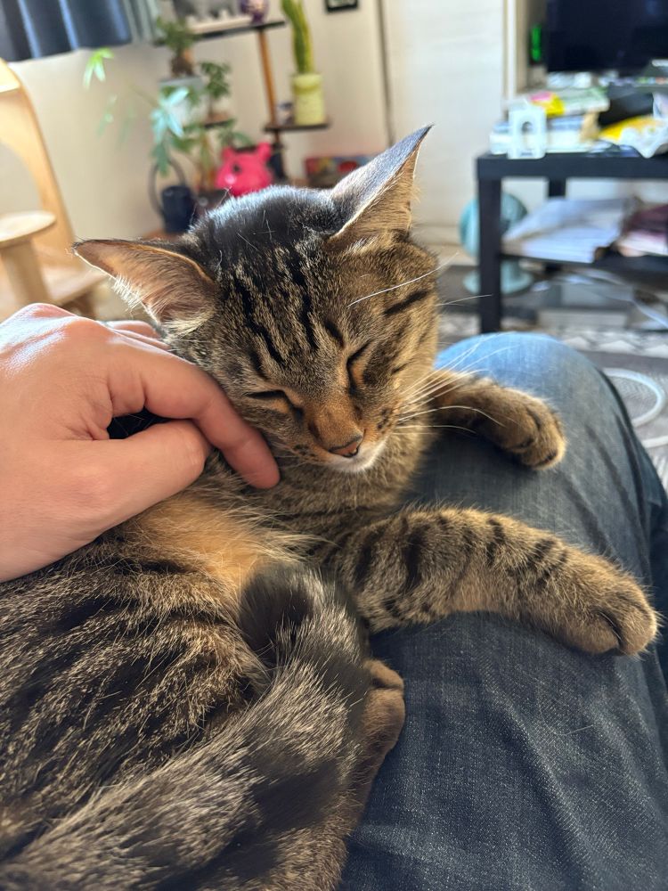 My cat, Icarus (a brown tabby) sitting on my lap and nuzzling my hand.