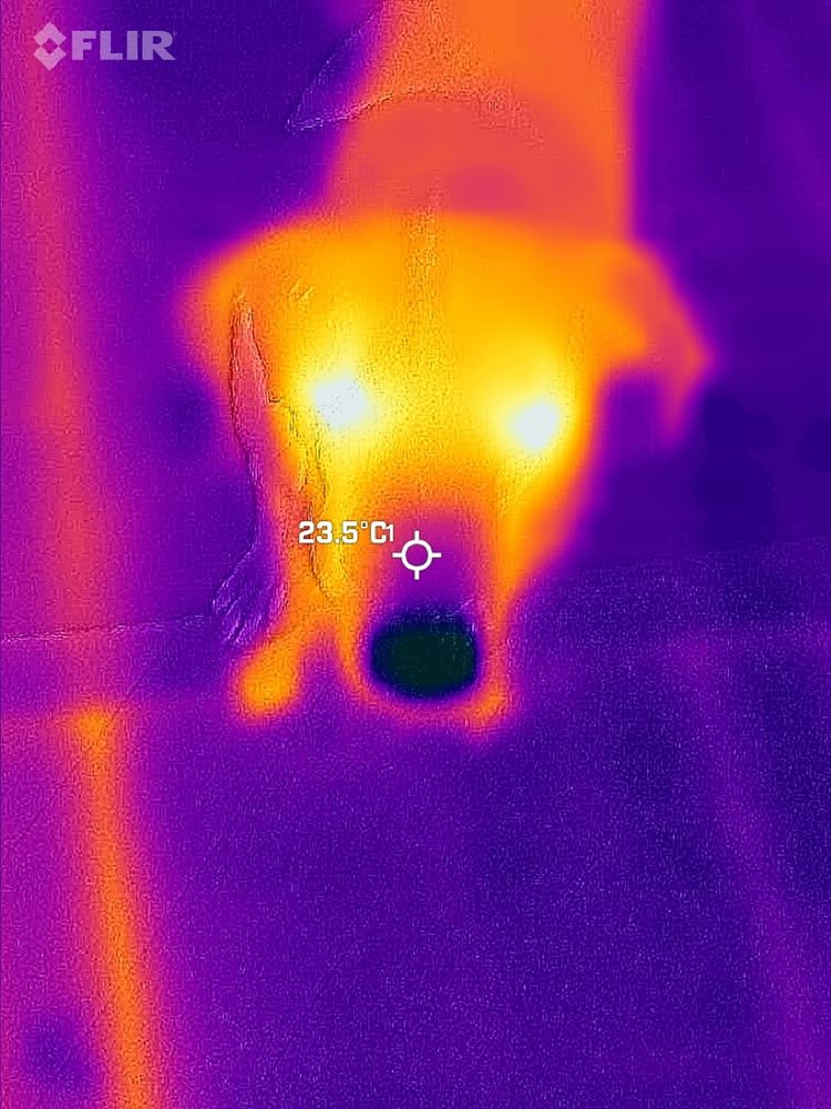IR heat map of Remus