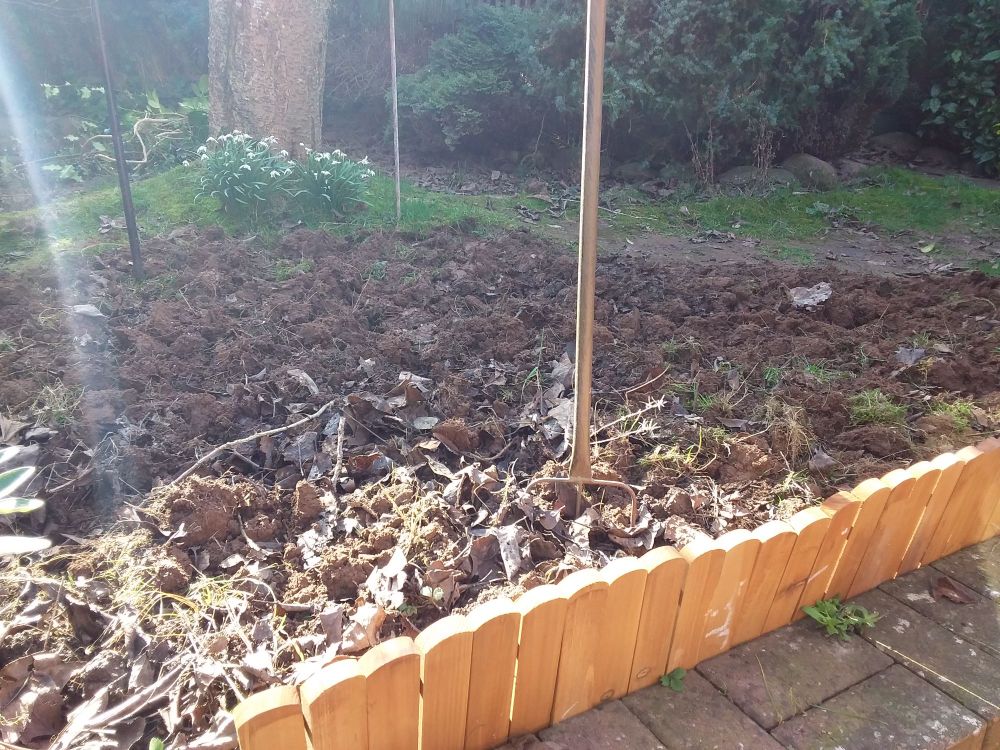 A patch of dug over garden in the back you can see some snowdrops that have gone over and the trunk of a cherry tree.