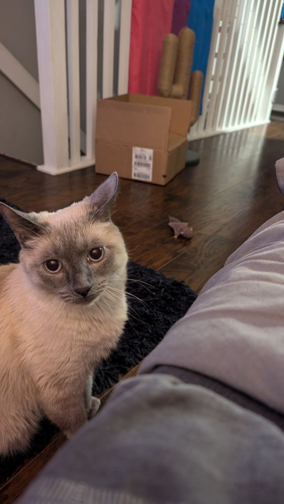 Siamese cat looking into the camera expectantly, with a toy sitting on the floor a few feet away.