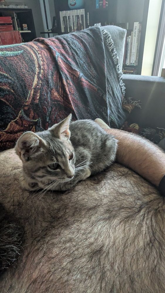 Tabby kitten lying on my chest in a loaf position.