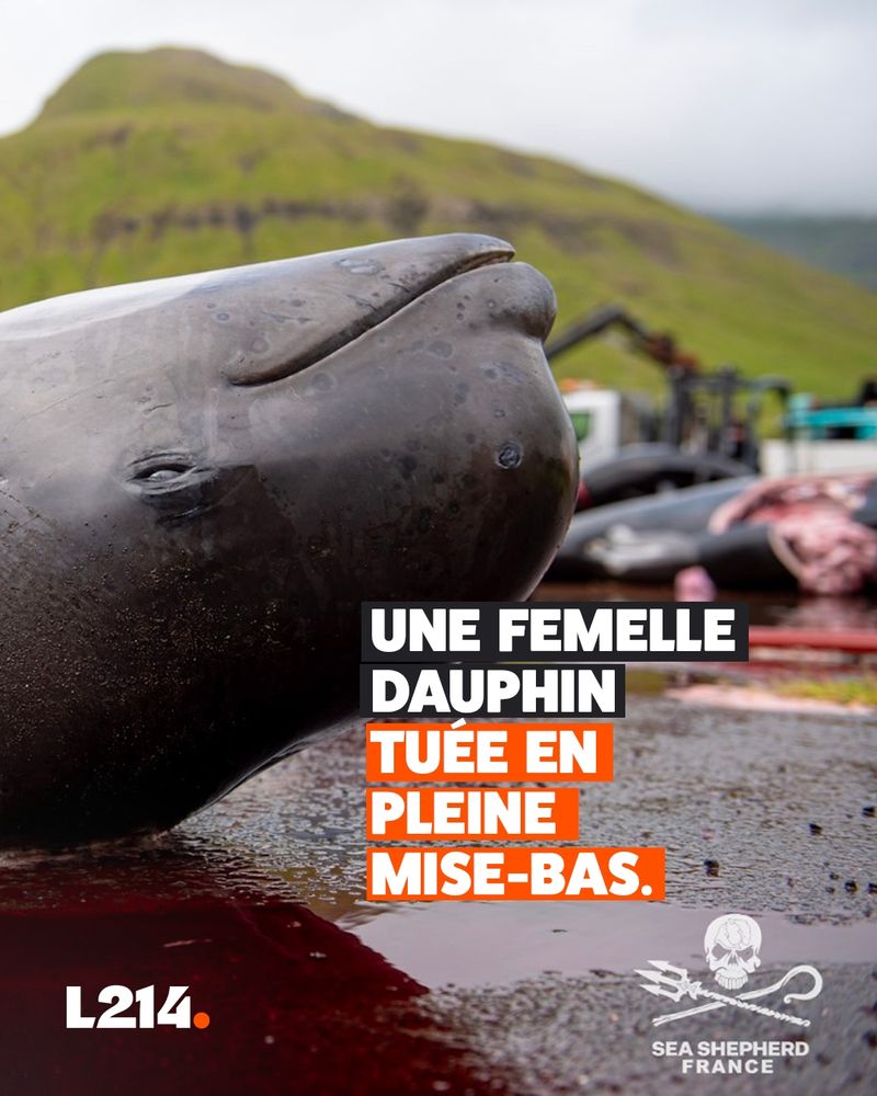 Une femelle dauphin tuée en pleine mise-bas.