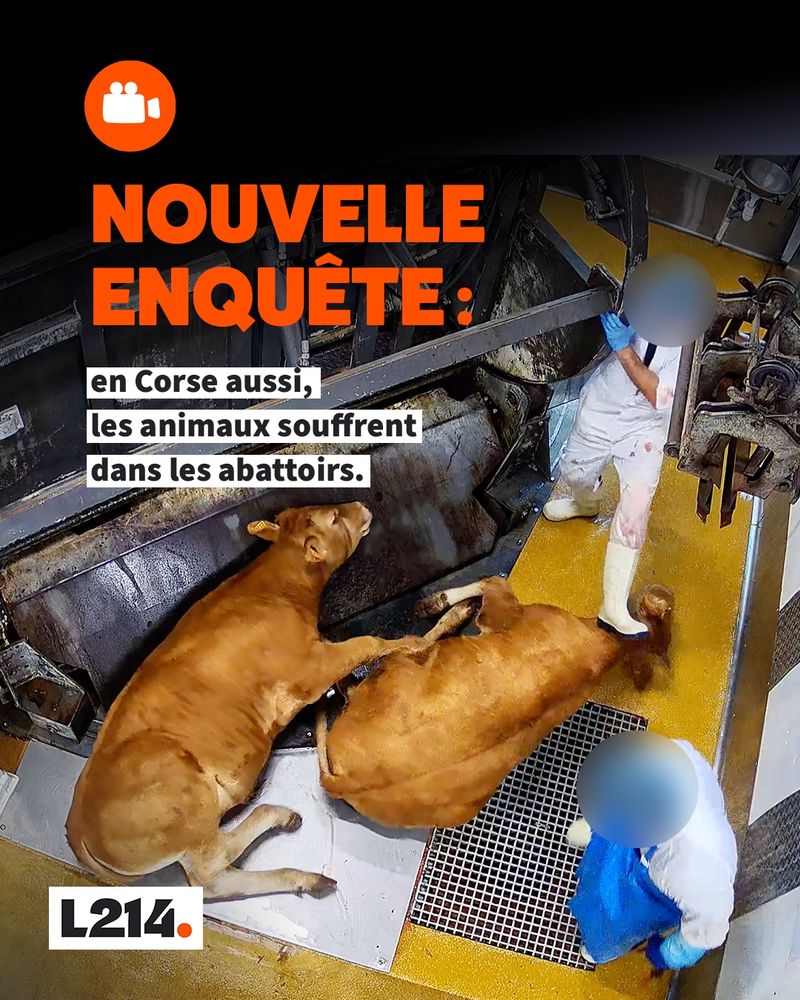Nouvelle enquête: en Corse aussi, les animaux souffrent dans les abattoirs.