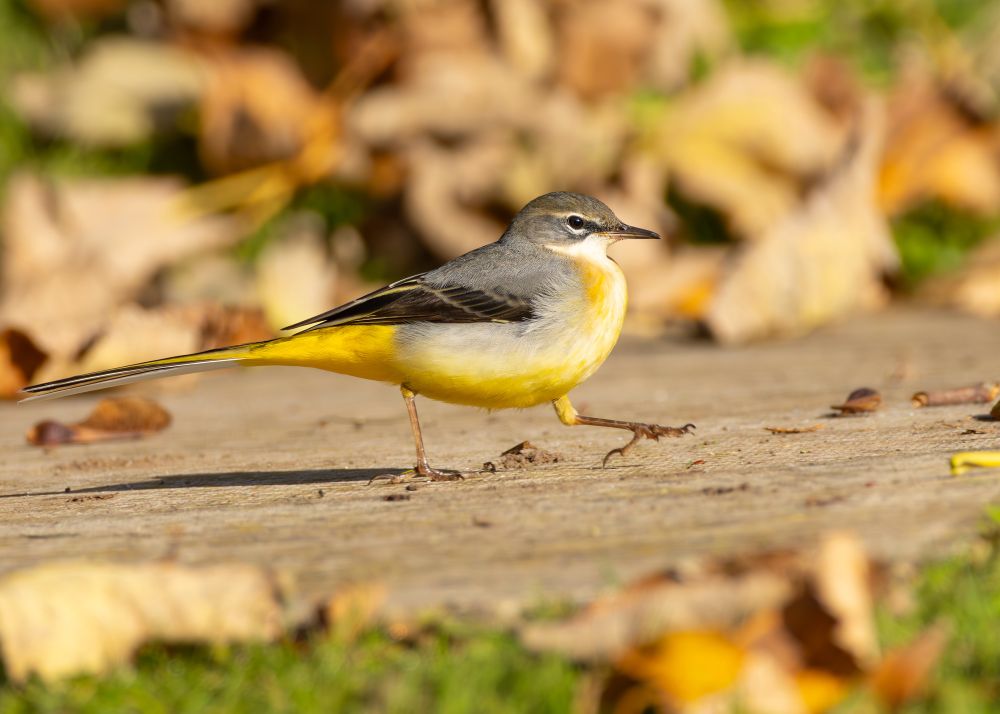 Grey Wagtail from my window 