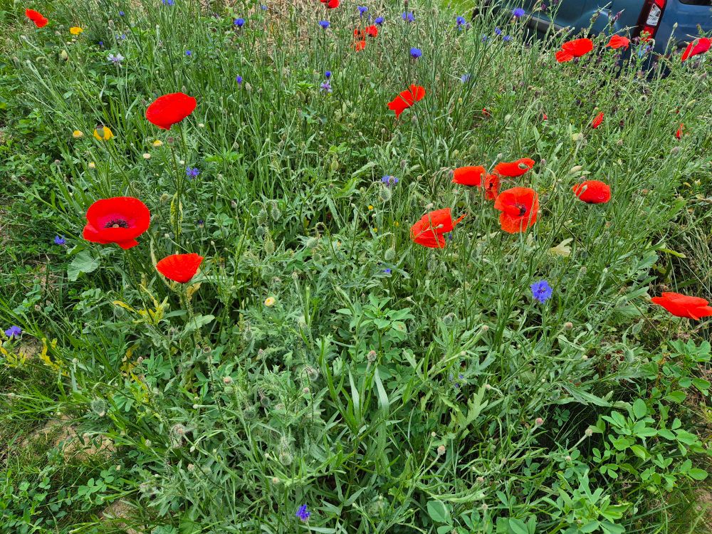 Eine grüne Wiese, ca. 9m² sichtbar, mit verschiedenen Blumensorten, u.a. Mohnblumen. Die Wiese blüht rot, blau und gelb.