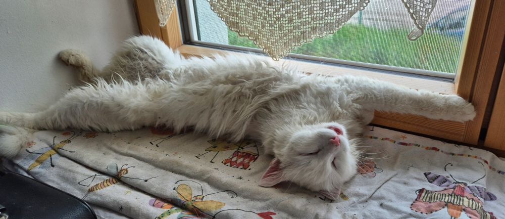 Entspannter weisser Kater auf dem Rücken liegend auf einem Fensterbrett. 
