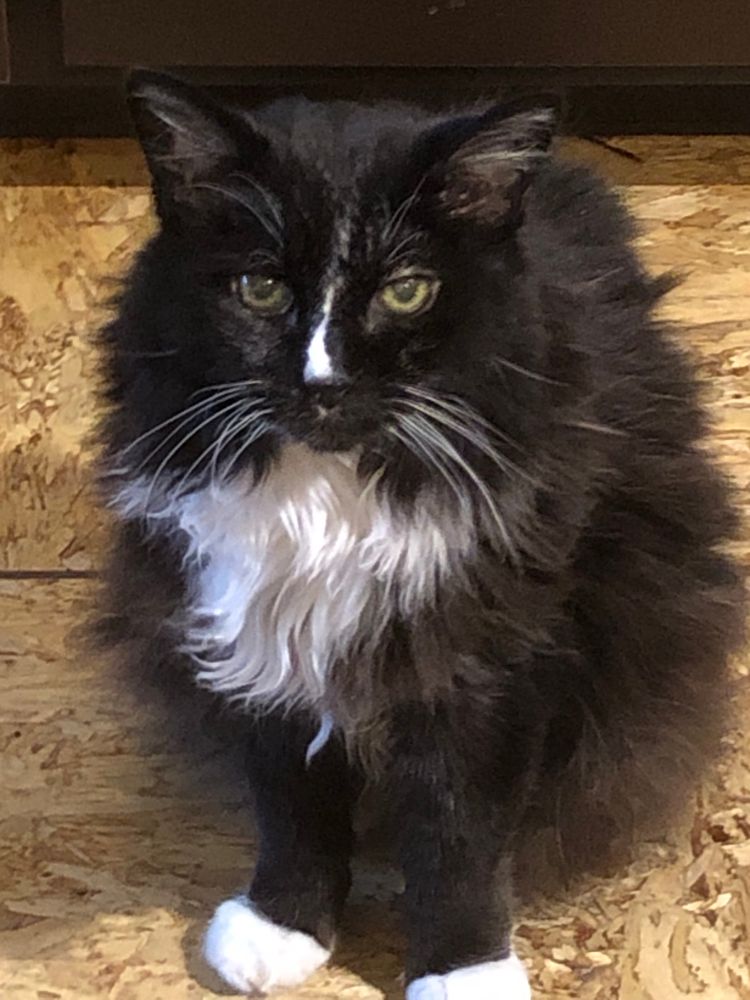 Caturday mood: ‘Okay, I posed so pay up’
