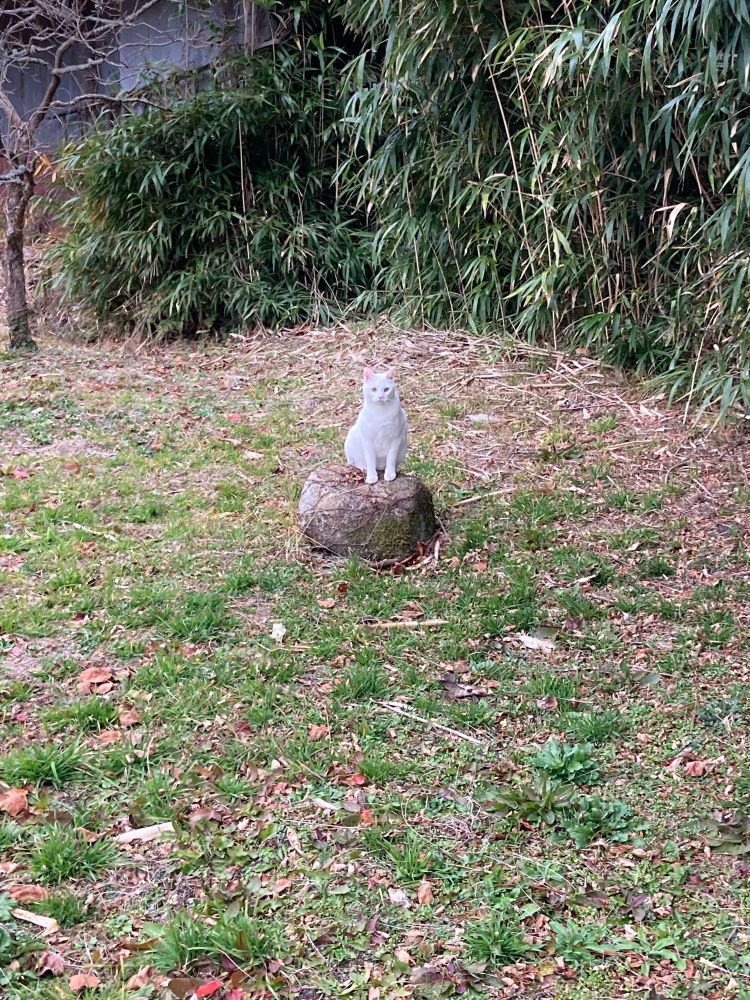 敷地内猫🐈
ちょっとコラっぽく見える