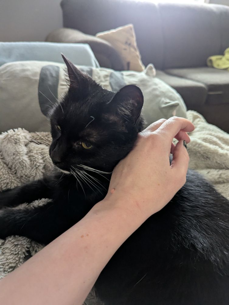 A mostly black tuxedo cat with golden eyes laying on a white blanket, being petted by the camera person