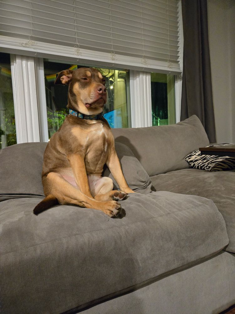 A red pit looking very presidential 