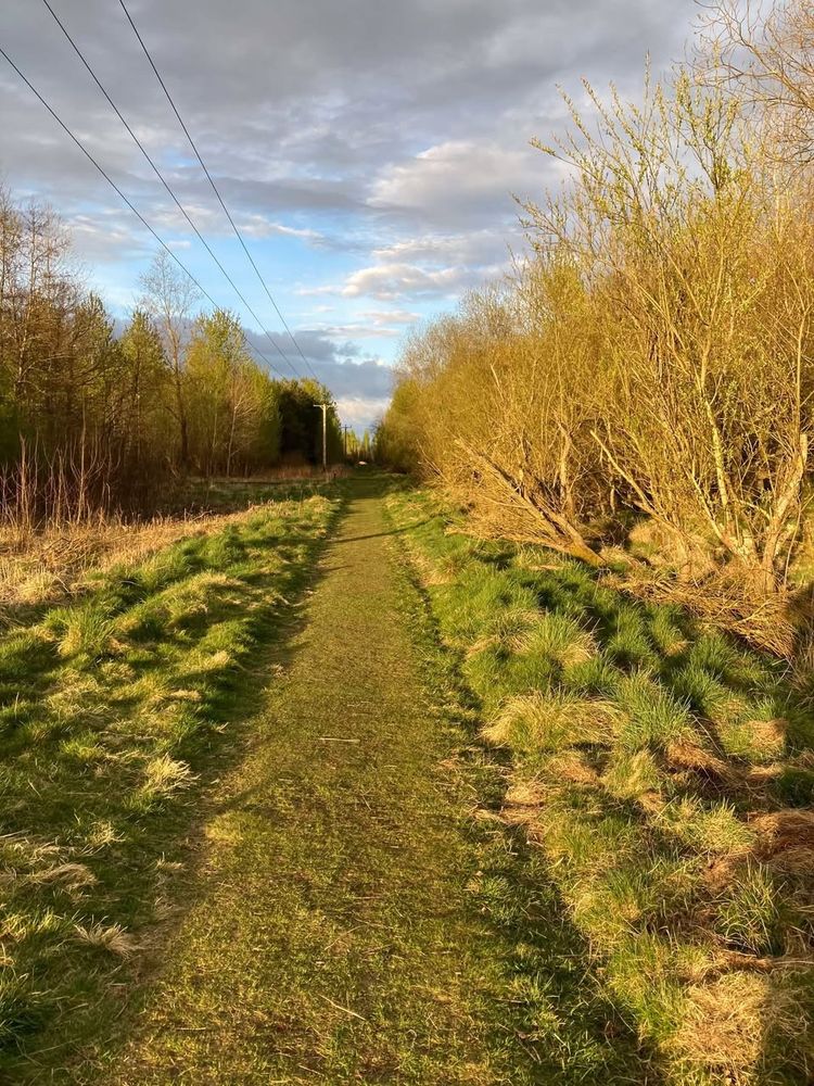 A pathway in between hedgerow and trees.
