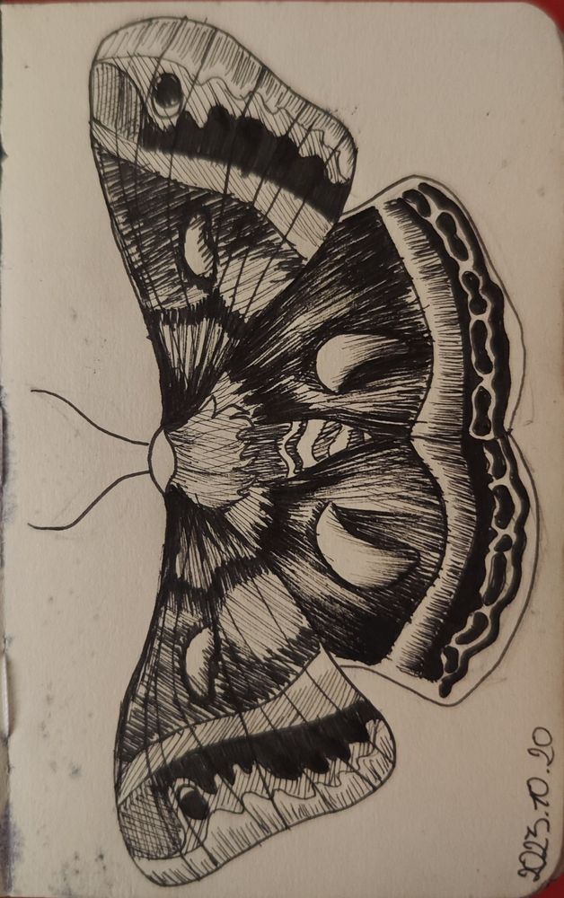 A drawing of a moth. If i remember right maybe it is an Atlas moth? I ma not sure. Also made with felt tip pens 