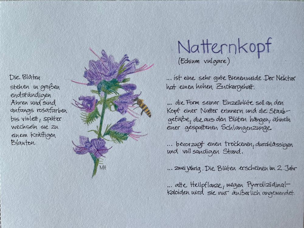 Eine Buntstiftzeichnung des Natternkopfs, zusammen mit schriftlichen Erläuterungen.
