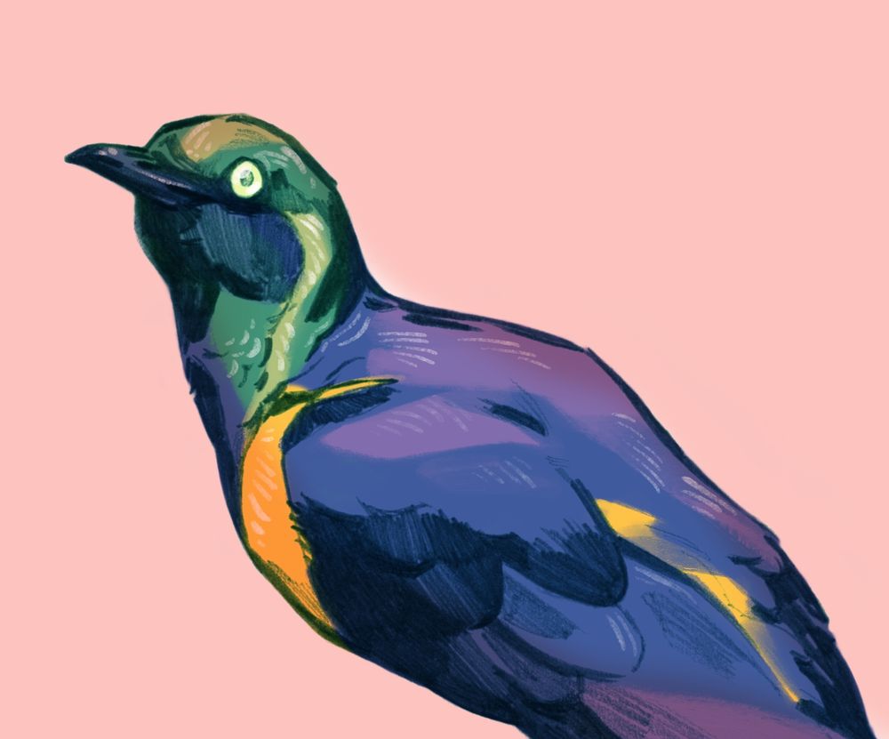 An illustration of a golden breasted starling bird. The bird faces to the left and slightly towards the viewer. The bird is cropped at the bottom of the frame and its feet and tail are not visible. The bird is shown in the typical vibrant blue, purple, yellow and green colours of this species. The background is a flat, light pink. The illustration features graphite pencil lines and digital colours.