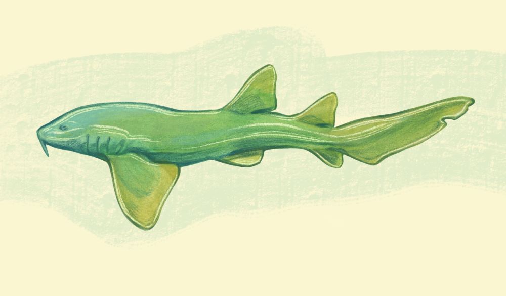 A sketch of a young nurse shark in shades of green. 