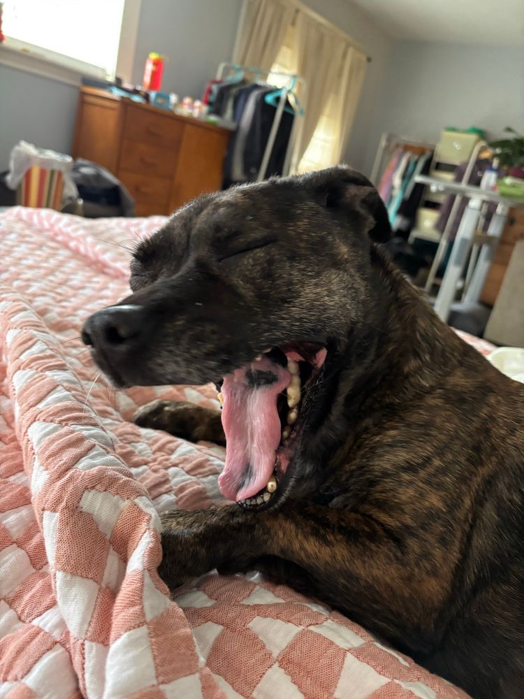 brindle dog yawns, on bed