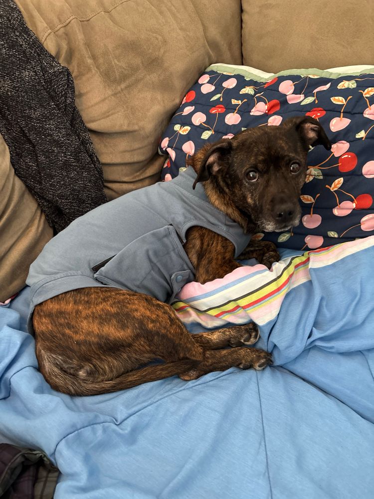 Brindle dog with expressive eyes wears a blue shirt and sits on a sofa