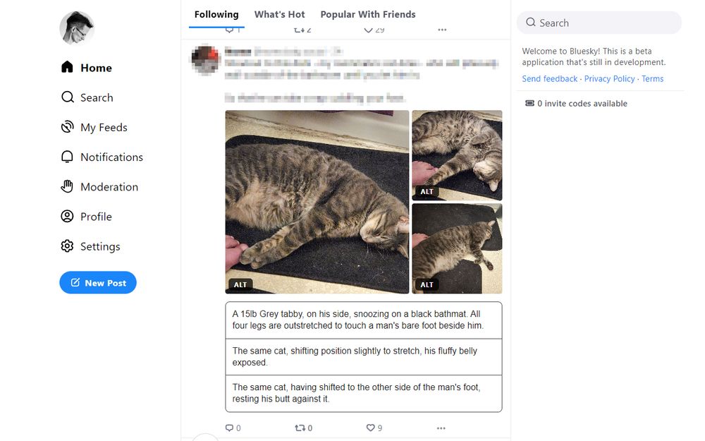 A post in the timeline with 3 photos of a snoozing cat. Each of the images' descriptions are shown below the images.