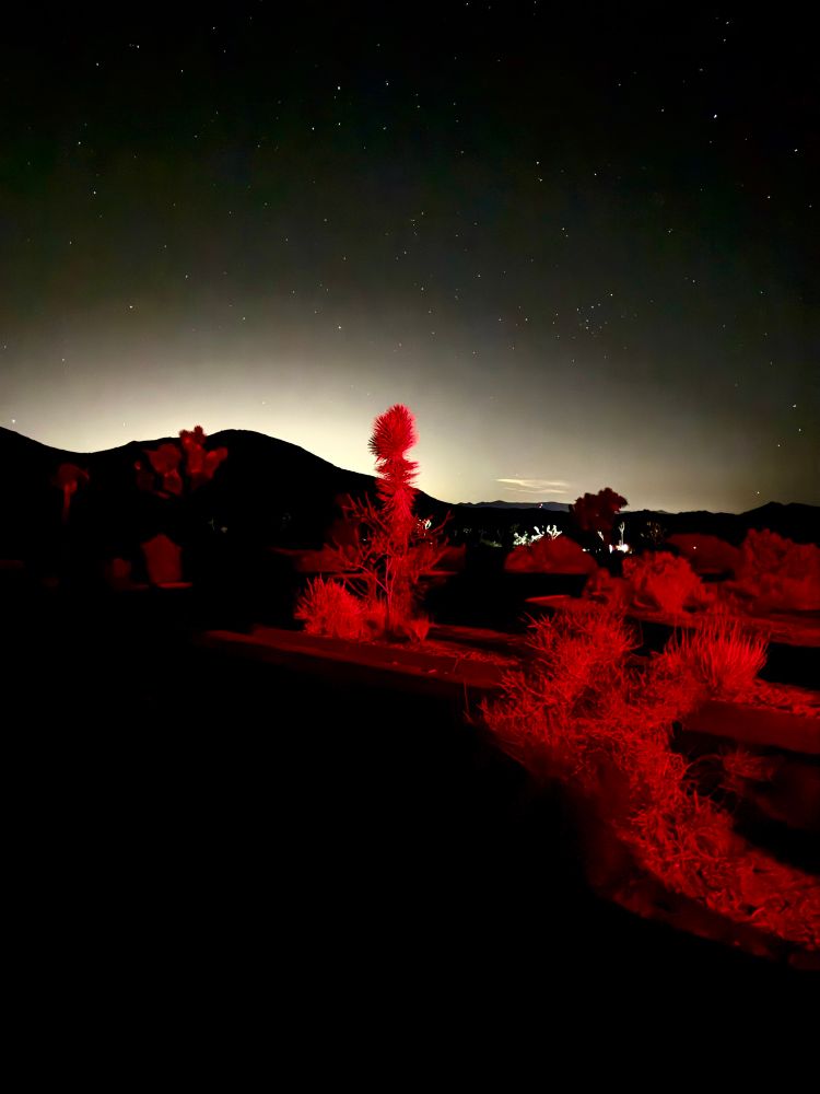 Ruined photo (car lights) of the Milky Way with some Joshua trees in the foreground which actually ended up looking really cool
