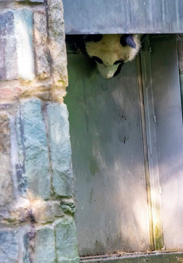 Xiao Qi Ji climbs down a vent in his yard @ Smithsonian National Zoo. To his dismay, the vent was sealed shortly after.