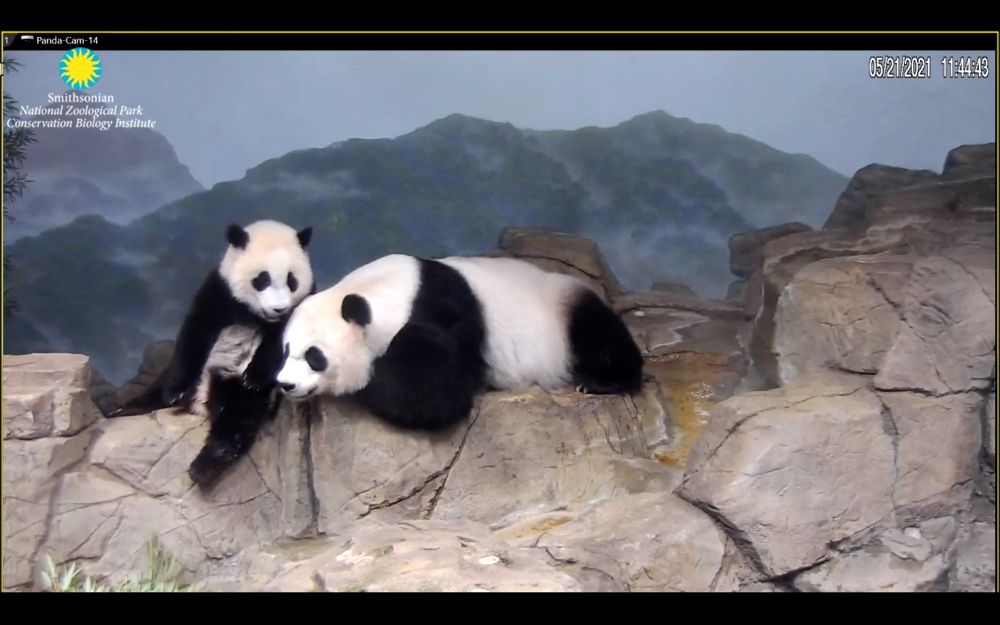 Xiao Qi Ji panda sits next to his mom Mei Xiang who rests on a rock in their inside apartment @ National Zoo