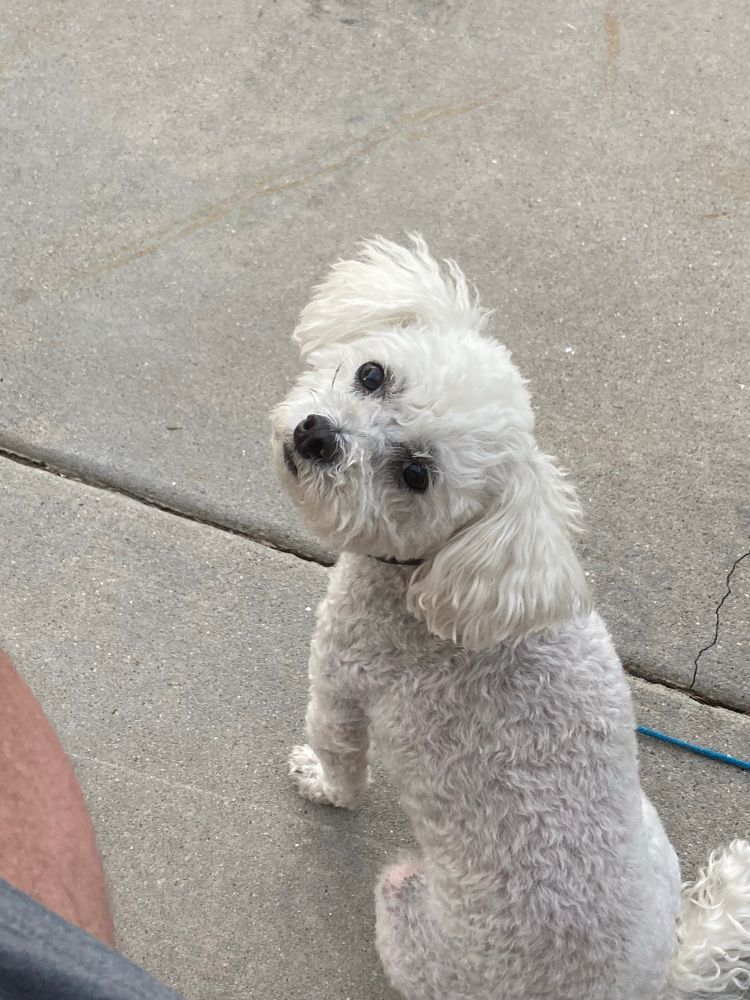 A little fuzzy white dog looking over his left shoulder. 
