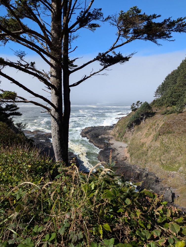 A photo of the ocean from a high point looking down a narrow rocky inlet surrounded by steep hillsides. A large tree and vines are in the foreground. The horizon is foggy with bright blue sky above.