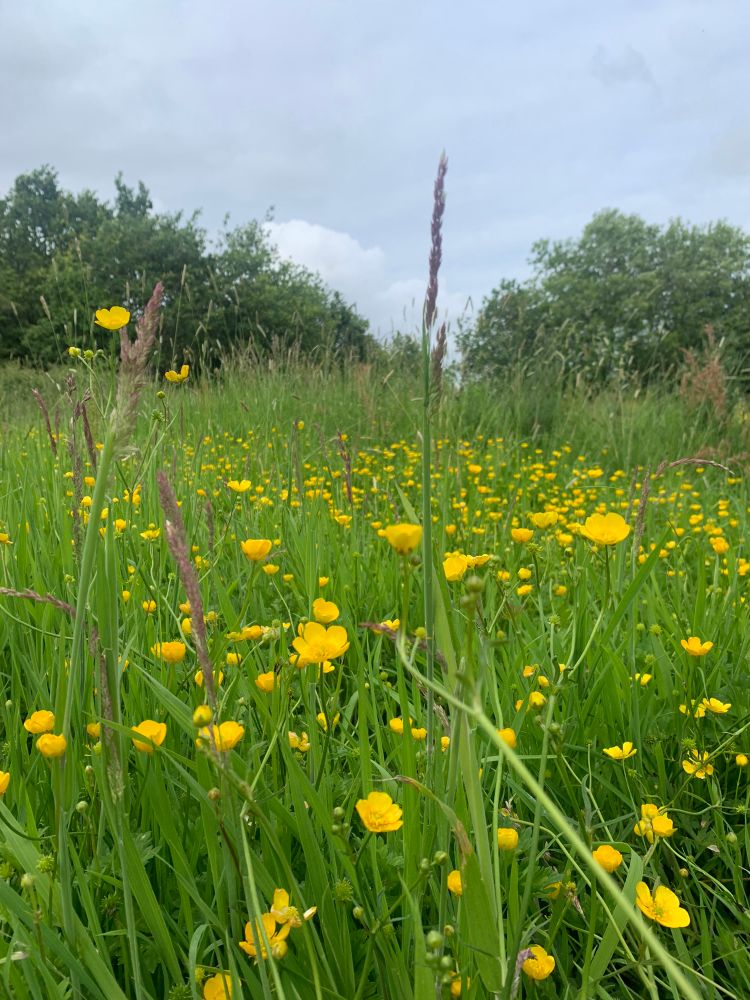 Wild buttercups 
