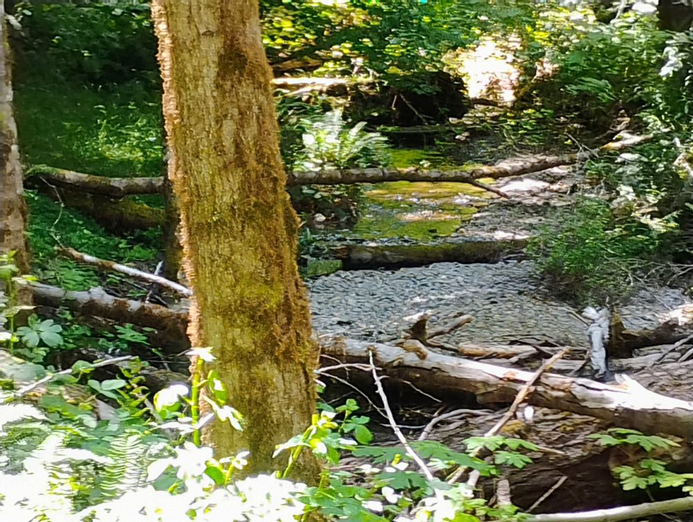 A small stream in speckled sunlight. Several small trees have fallen across the water. 