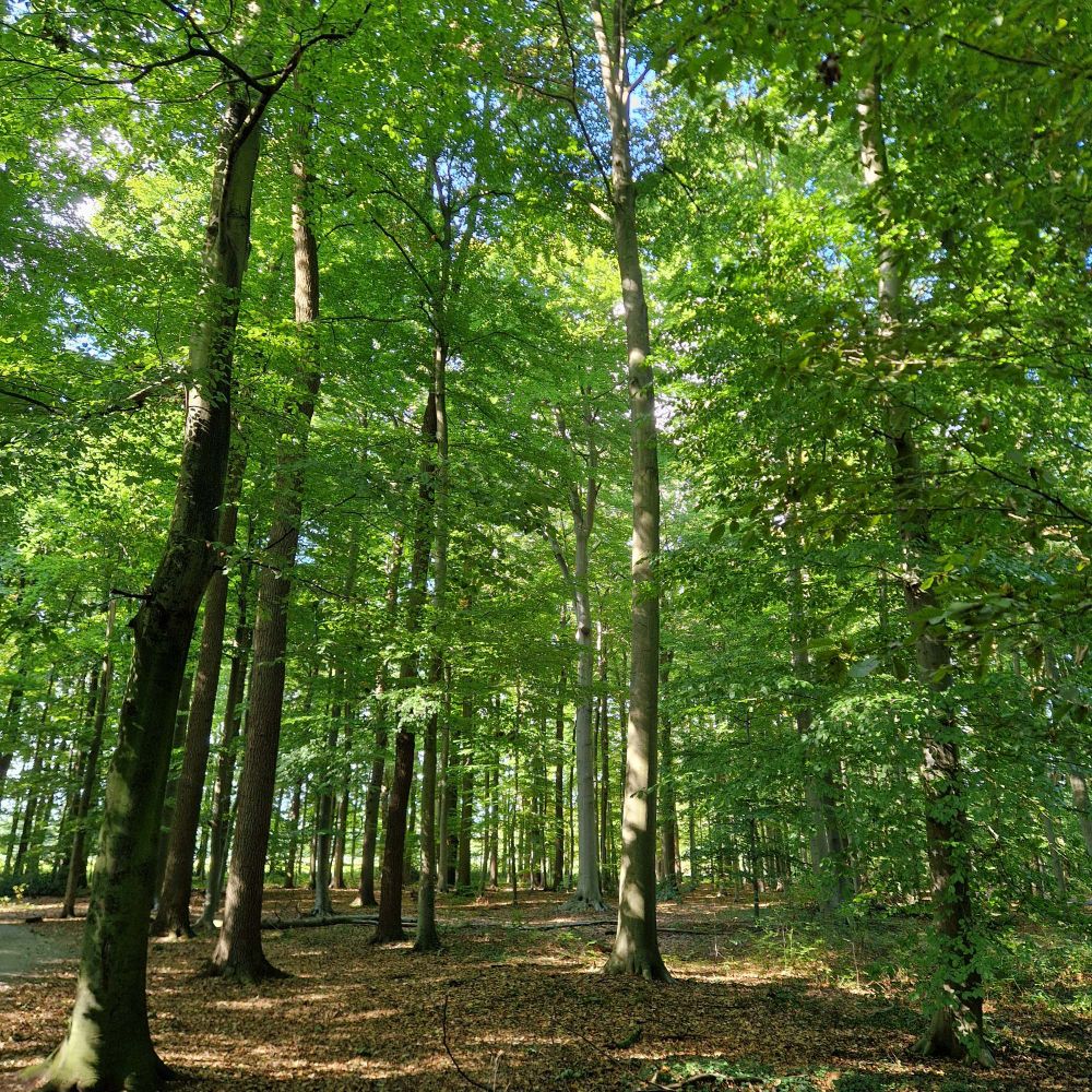 Hohe Baumstämme, grünes Dach, weicher Boden, stille, lichtdurchflutet.

