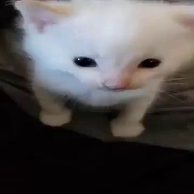 a white kitten with black eyes is standing on a bed looking at the camera .