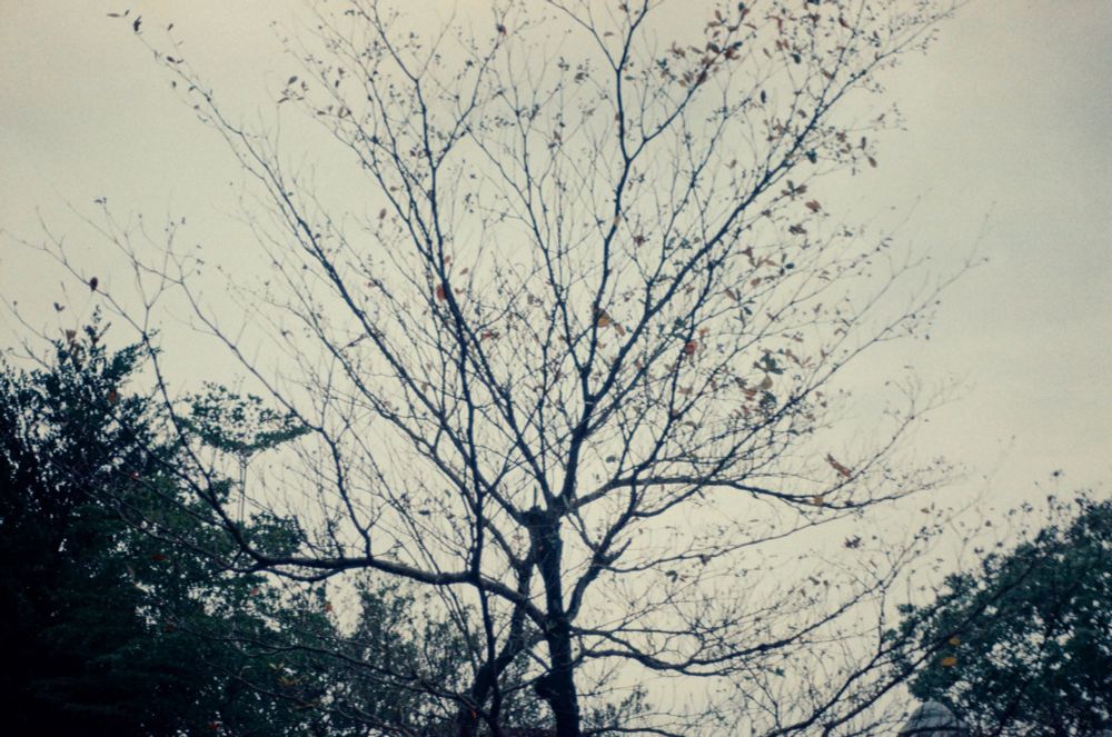 Tree branch in April 2025