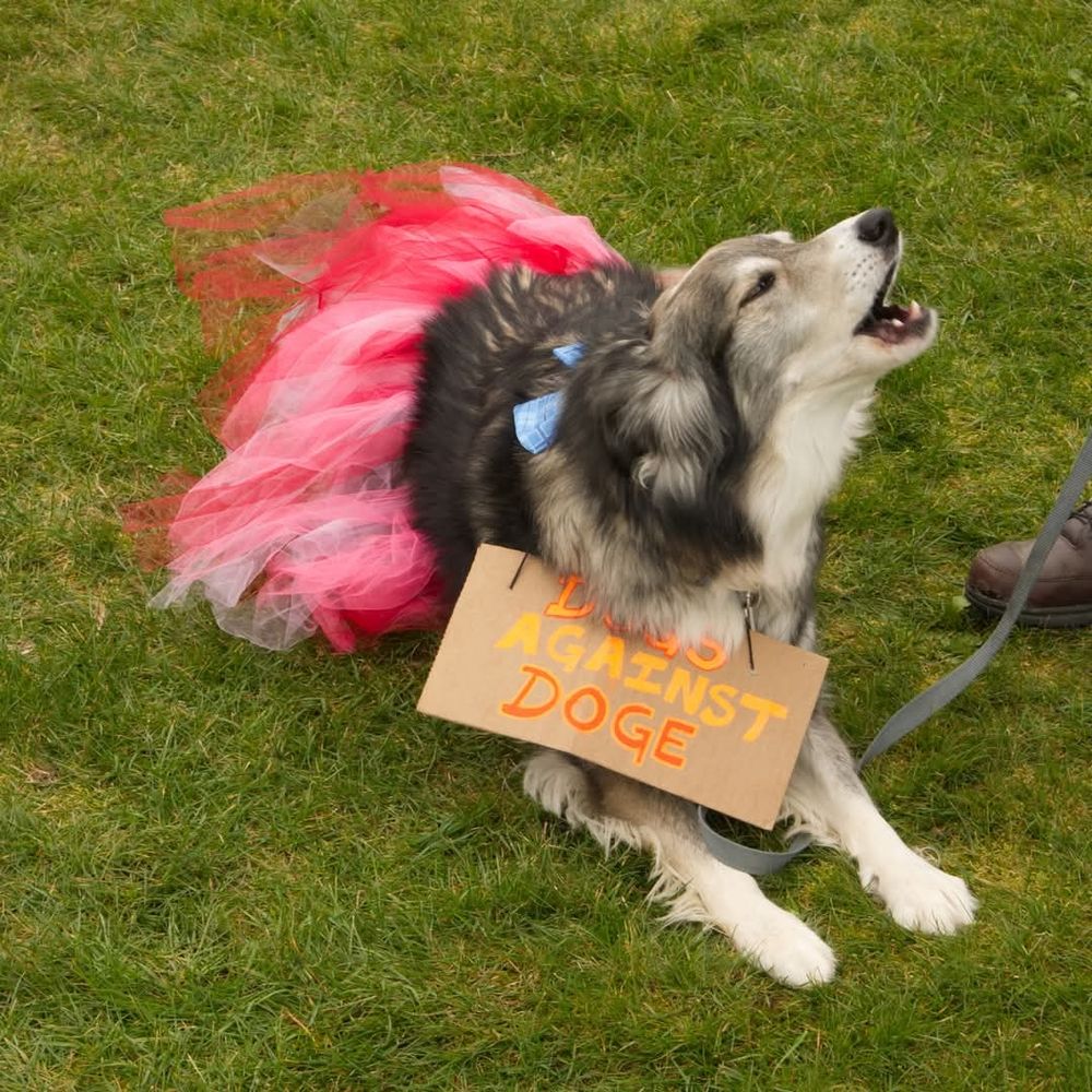 Husky mix howling in a pink and red tutu wearing a sign that says "dogs against doge"