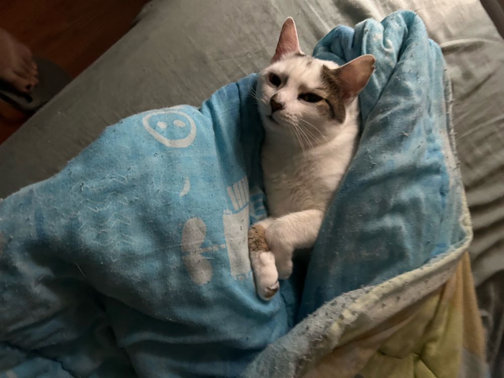Small tabby and white kitty tucked into a blanket all comfy. 