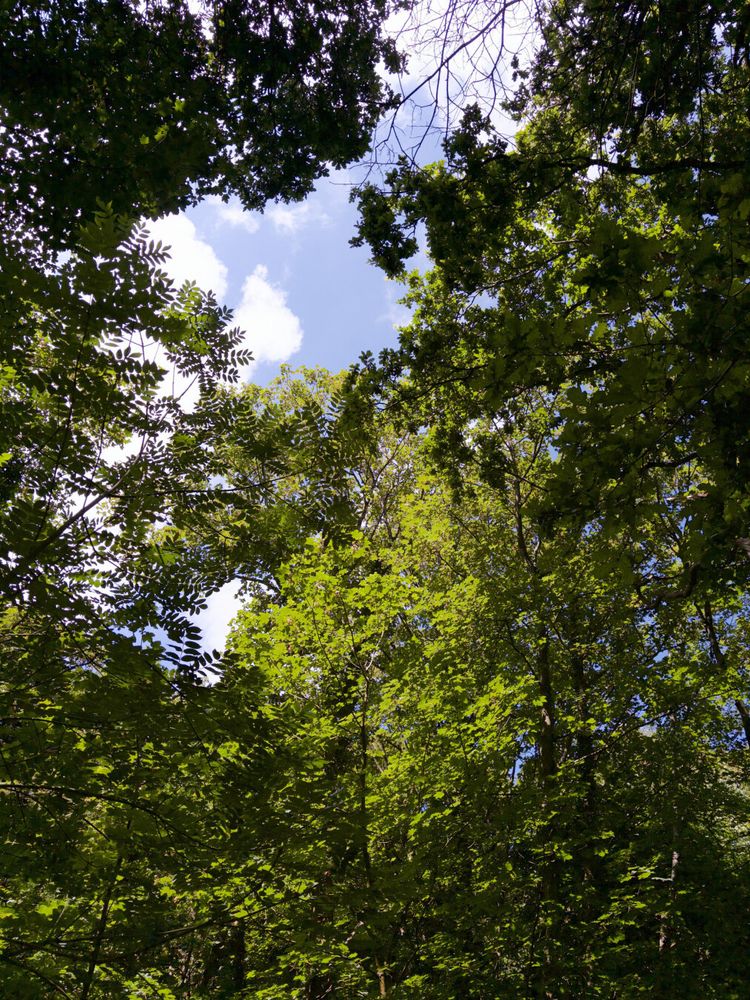 Sunlight filters through the leaves of a lush, green forest canopy, creating a serene and natural atmosphere.