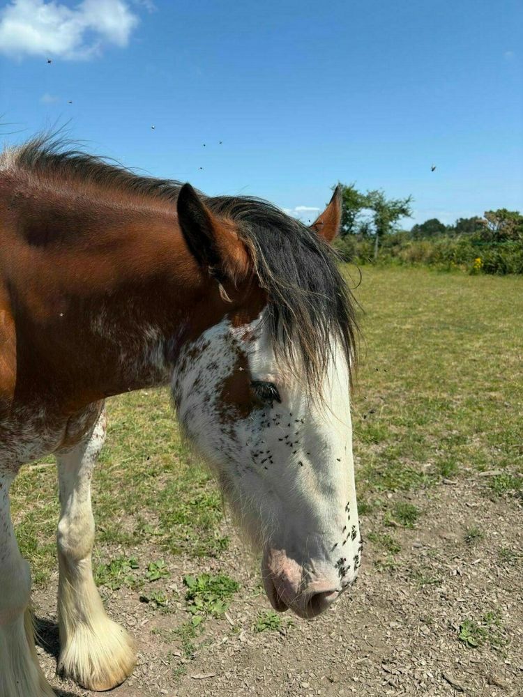 A horse with a white face and brown coat stands in a grassy field under a blue sky.