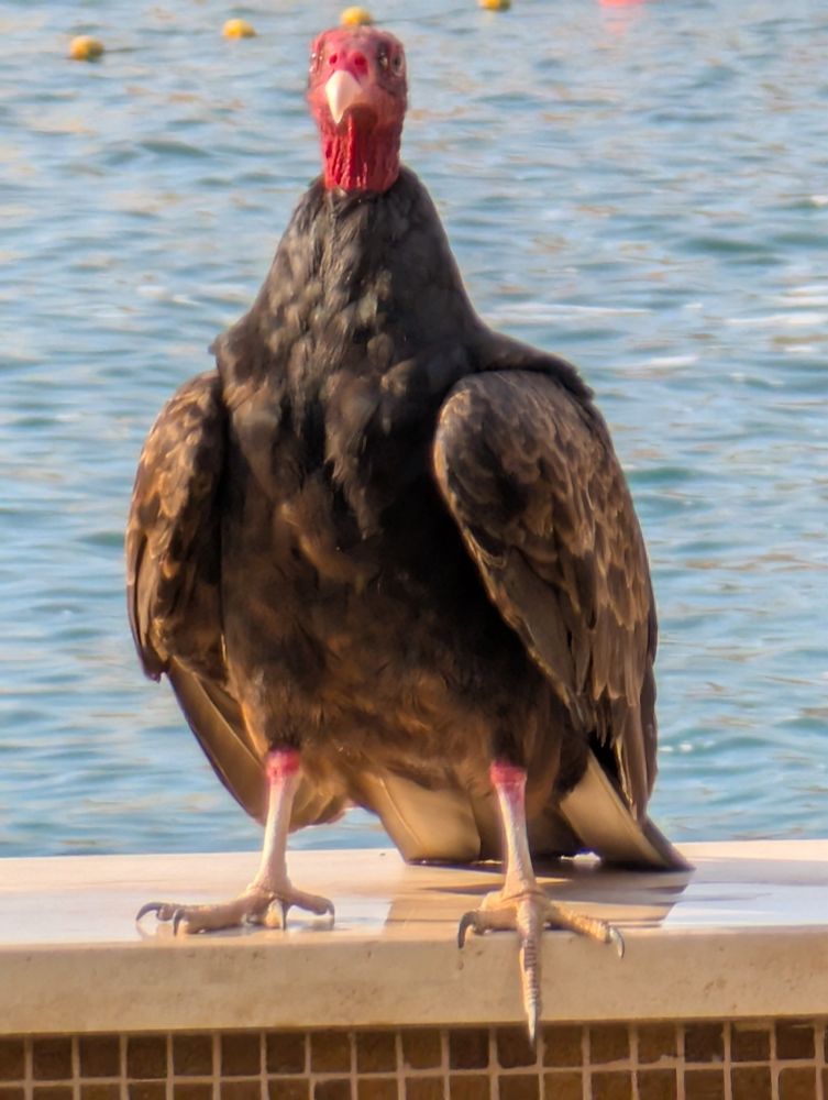 Turkey vulture sitting on the edge of a pool
