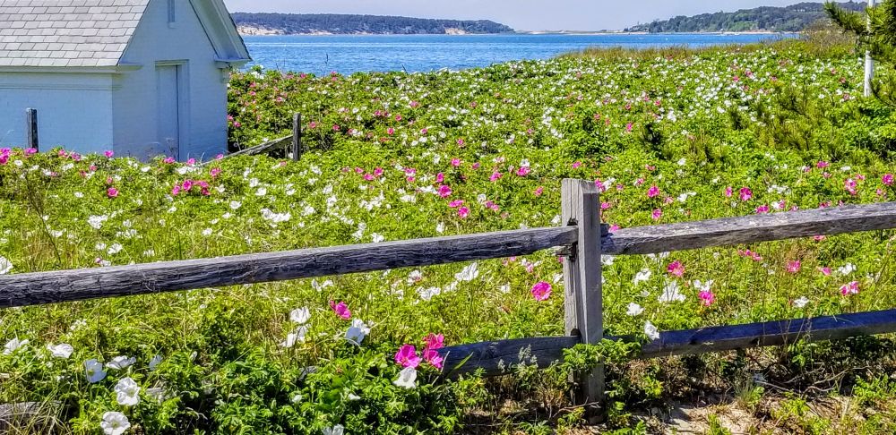  Pink and white Sea Spray roses behind a rail fence, with a bay in the background. Wellfleet, Massachusetts.