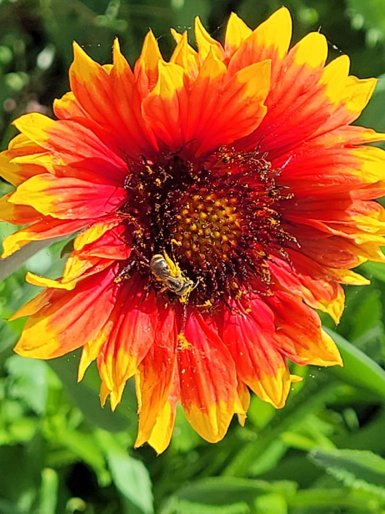 Basket flower bloom with bee in center.