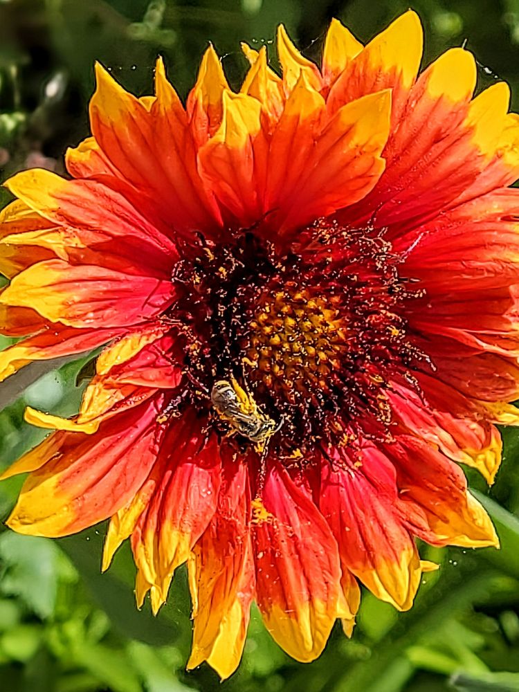 Orange, yellow, and red basket flower blossom with a small bee inside.