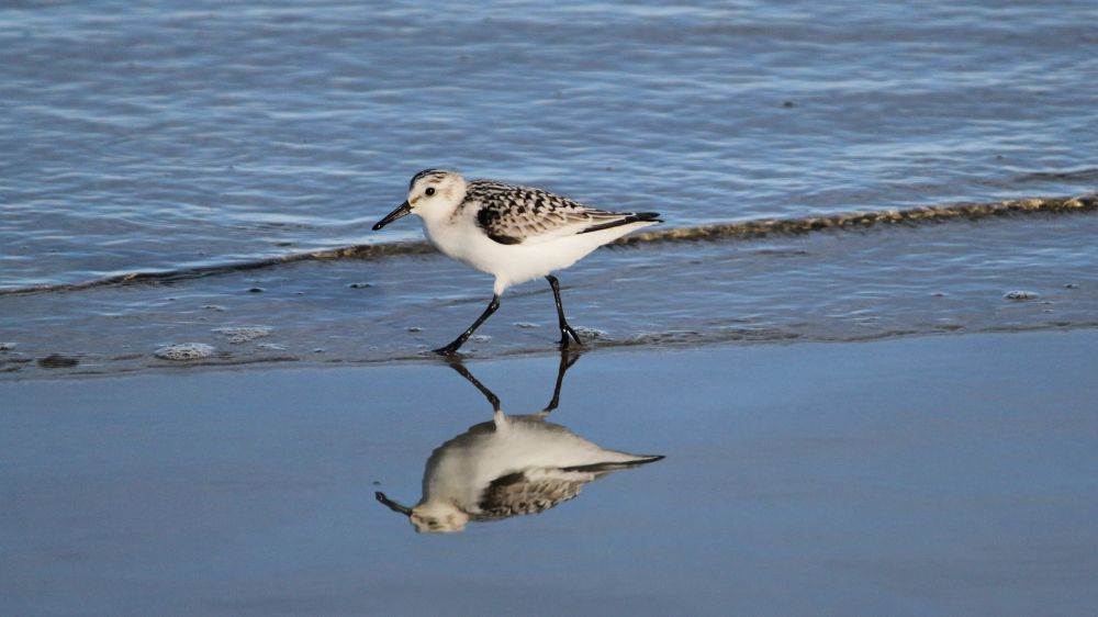 Shore bird walking along the beach on the edge of the water.