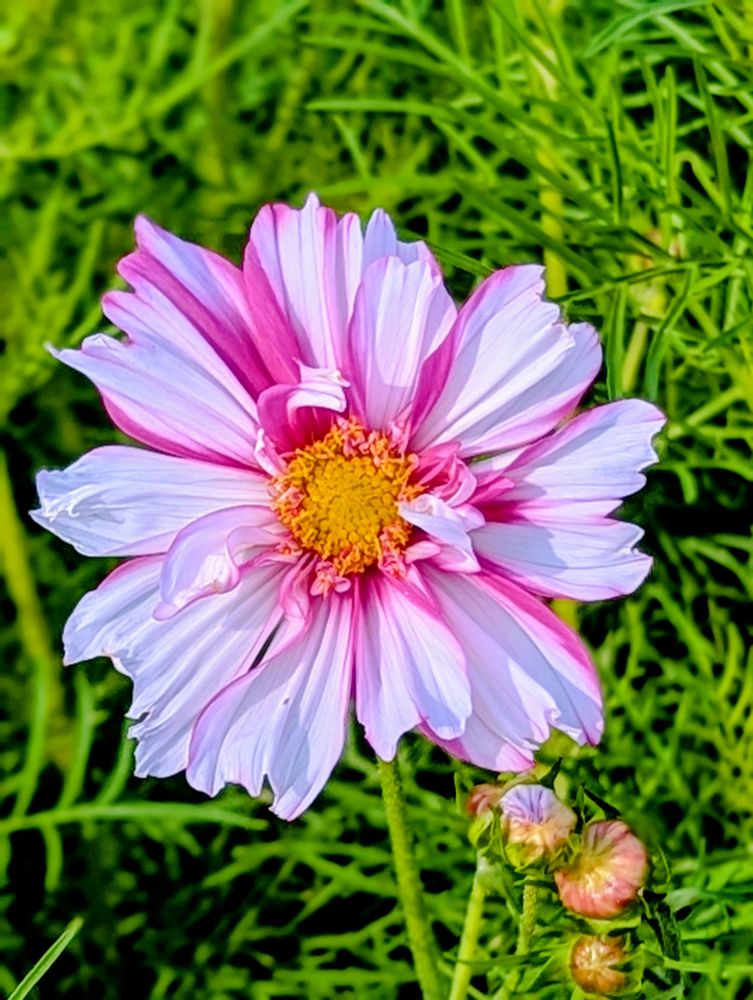 Pink and white cosmos blossom with an orange yellow center. 