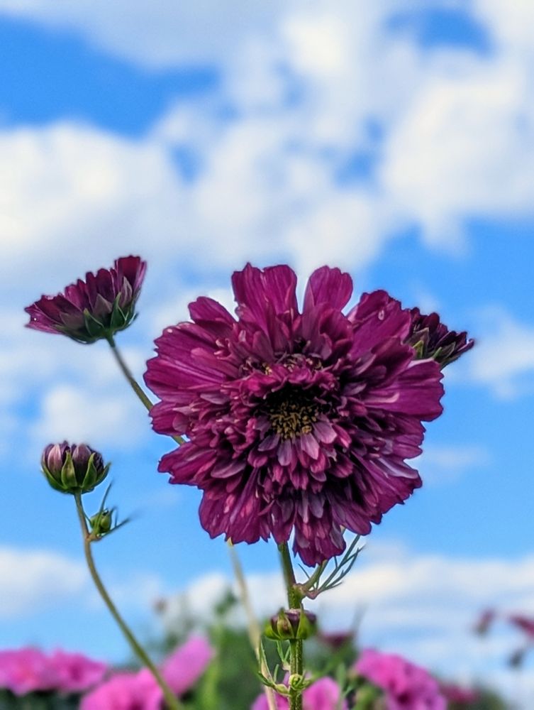 Purple flower against a blue sky.