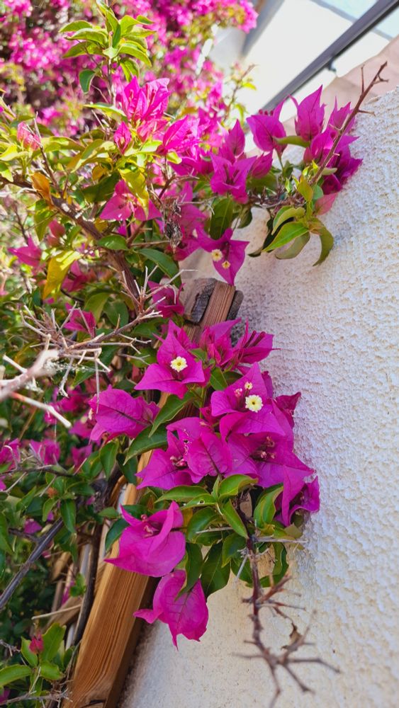 Close-up picture of bougainvillea flowers