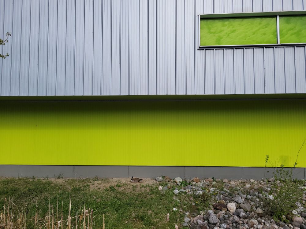 Canada goose sitting on a nest beside a building. Building has a lower yellow part and metal siding above. Small artificial wetland in front.